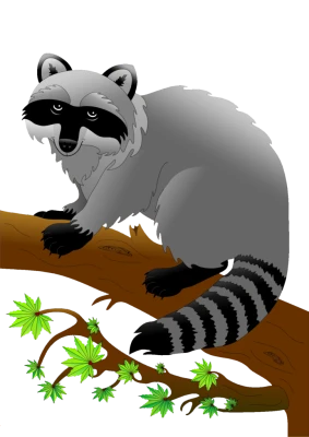 Raccoon On A Branch Free PNG