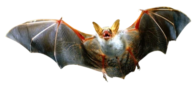 Flying Bat Animal PNG Image