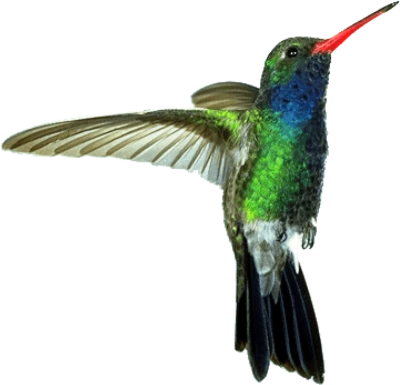 Hummingbird Flying Transparent Background