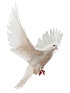Birds PNG – Beautiful & Natural Transparent Images Download 12