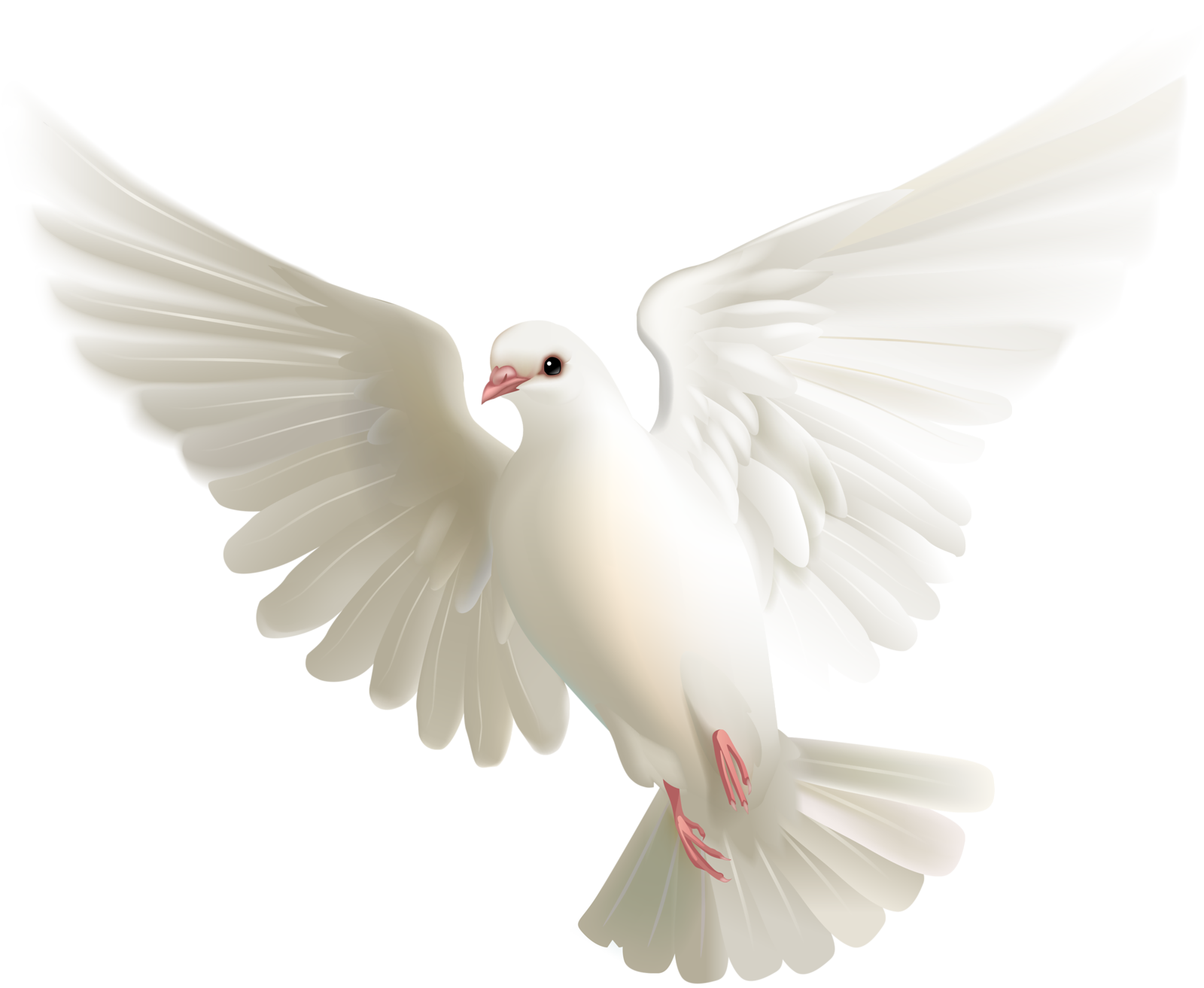 Birds PNG – Beautiful & Natural Transparent Images Download 13