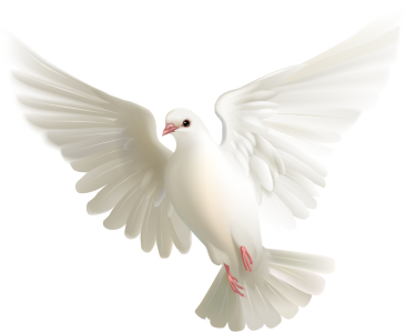 Birds PNG – Beautiful & Natural Transparent Images Download 13