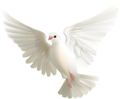 Birds PNG – Beautiful & Natural Transparent Images Download