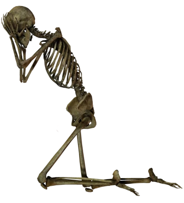 Praying Skeleton Anatomy PNG Image