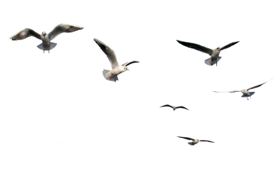 Birds PNG – Beautiful & Natural Transparent Images Download