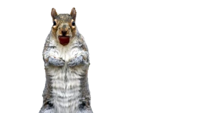 Standing Surprised Squirrel Free Download PNG