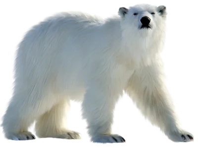 Walking Polar Bear Free Download PNG