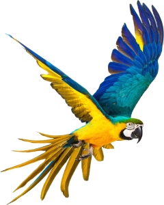Birds PNG – Beautiful & Natural Transparent Images Download 16