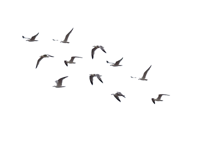 Birds PNG – Beautiful & Natural Transparent Images Download 17