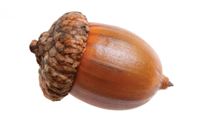 Autumn Oak Acorn Nut PNG Image