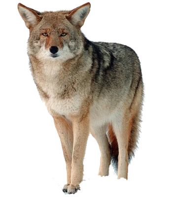 Wild Coyote Animal Clipart