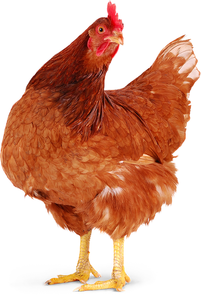 Hen PNG – Realistic & Charming Transparent Poultry Designs 1
