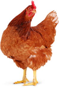 Hen PNG – Realistic & Charming Transparent Poultry Designs 1