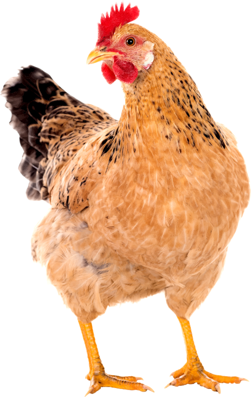 Hen PNG – Realistic & Charming Transparent Poultry Designs 2