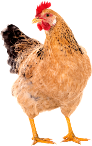 Hen PNG – Realistic & Charming Transparent Poultry Designs 2