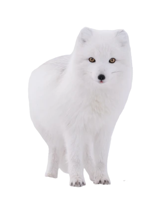 White Arctic Fox Winter Animal Free PNG