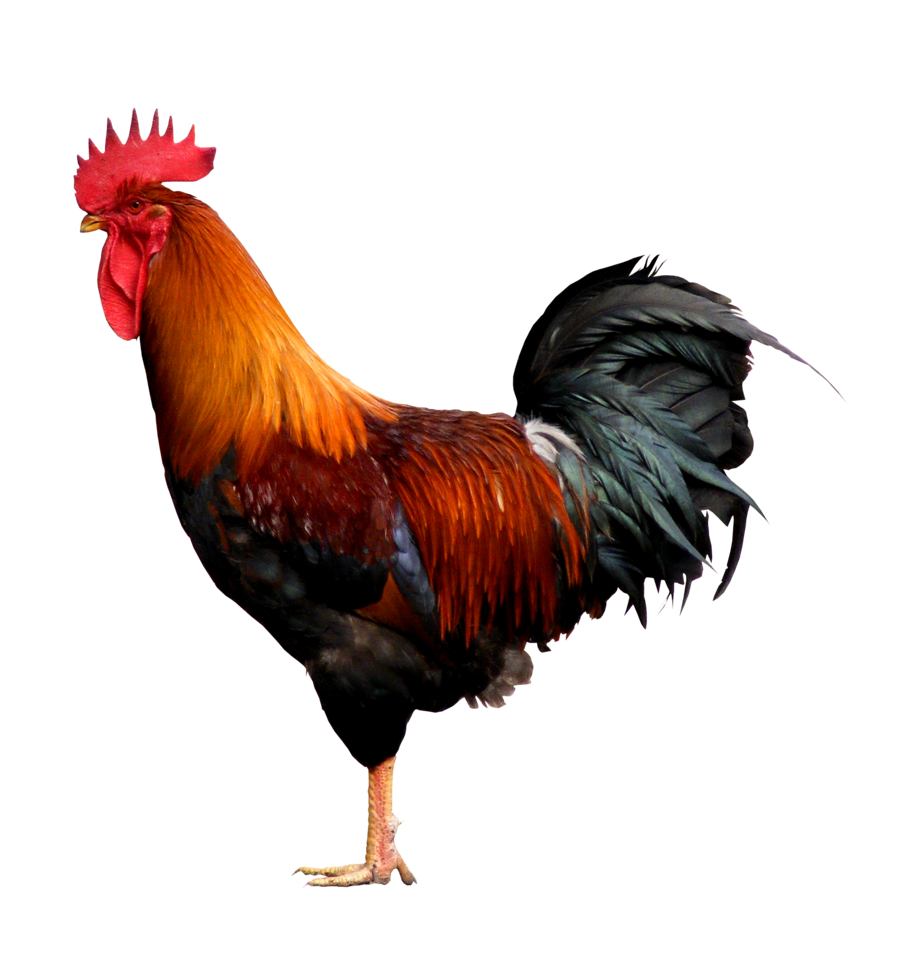 Hen PNG – Realistic & Charming Transparent Poultry Designs 3