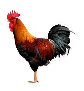 Hen PNG – Realistic & Charming Transparent Poultry Designs 3
