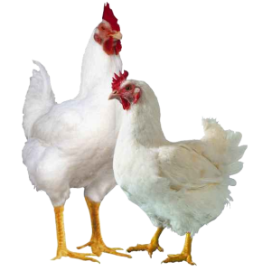 Hen PNG – Realistic & Charming Transparent Poultry Designs 4
