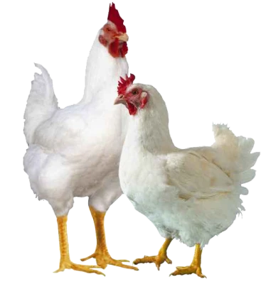 Hen PNG – Realistic & Charming Transparent Poultry Designs