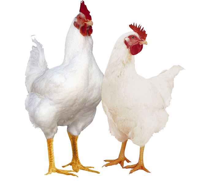 Hen PNG – Realistic & Charming Transparent Poultry Designs 5