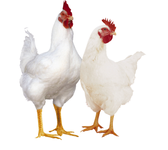 Hen PNG – Realistic & Charming Transparent Poultry Designs 5
