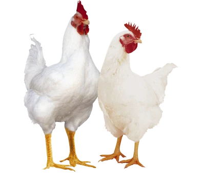 Hen PNG – Realistic & Charming Transparent Poultry Designs