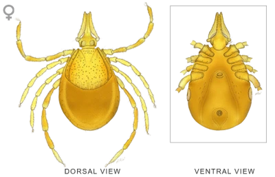 Tick Insect Dorsal Ventral Anatomy Free PNG