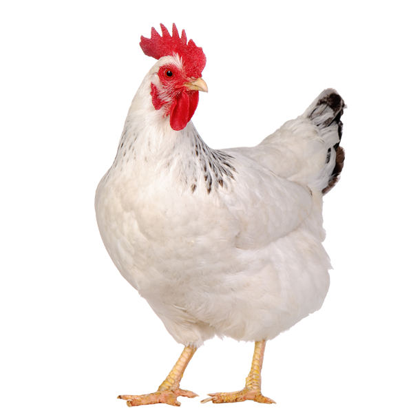 Hen PNG – Realistic & Charming Transparent Poultry Designs 6
