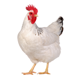 Hen PNG – Realistic & Charming Transparent Poultry Designs 6