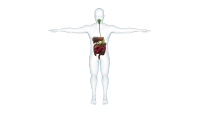 Human Digestive System 3D Anatomy Transparent Background