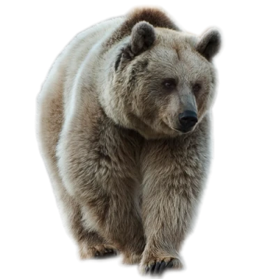 Wild Brown Grizzly Bear Free PNG