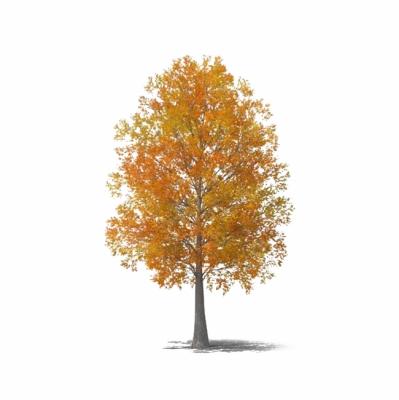 Autumn Orange Leaf Tree Transparent Background