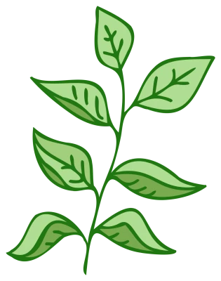 Green Leaves Branch Vector PNG Image