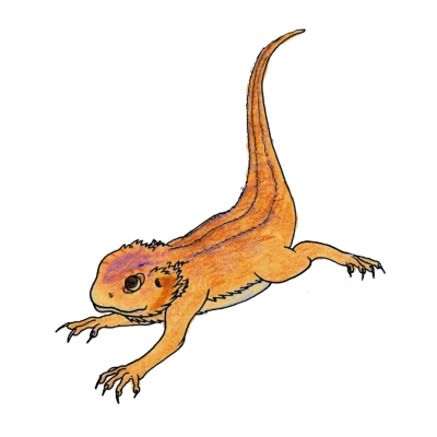 Bearded Dragon Lizard Drawing PNG Image