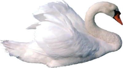 White Swan Swimming Bird PNG Image