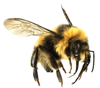 Realistic Flying Bumblebee Transparent Background