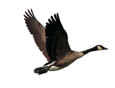 Canada Goose Flying Bird Free PNG