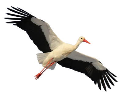 White Stork Flying Bird PNG Image