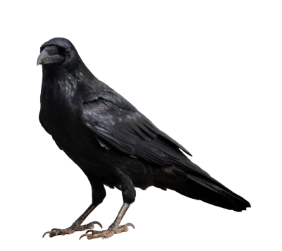 Black Crow Raven Bird Clipart