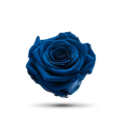 Beautiful Blue Rose Flower Free PNG