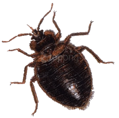 Macro Bedbug Insect PNG Image