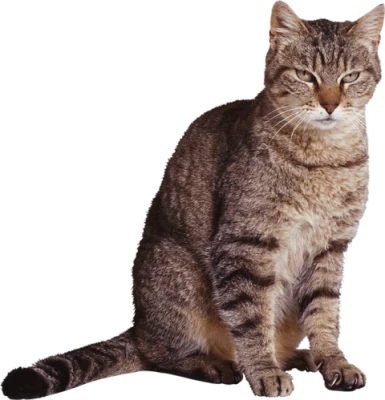 Sitting Tabby Cat Transparent Background