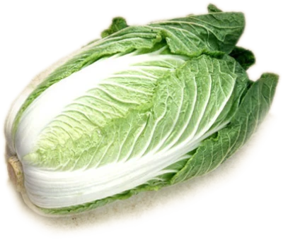 Fresh Napa Cabbage Clipart