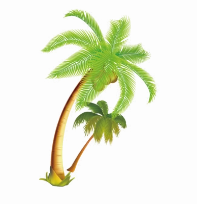 Tropical Palm Tree Graphic PNG