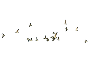 Flying Birds Silhouette PNG – Elegant & Minimal Transparent Images