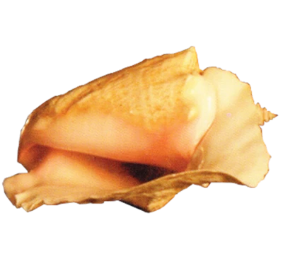 Free Sea Conch Shell Clipart PNG