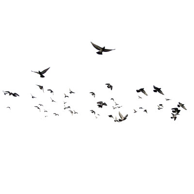 Flying Birds Silhouette PNG – Elegant & Minimal Transparent Images