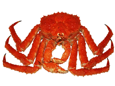 Free Fresh Red King Crab Seafood PNG