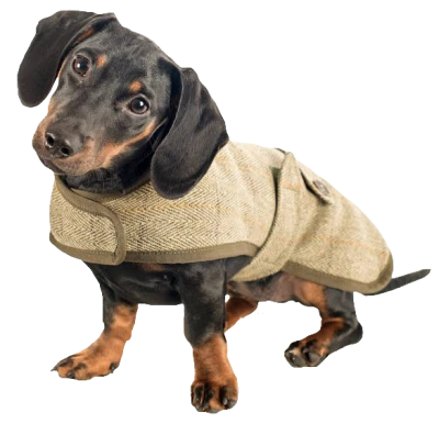 Free Cute Dachshund Dog Wearing Tweed Coat PNG